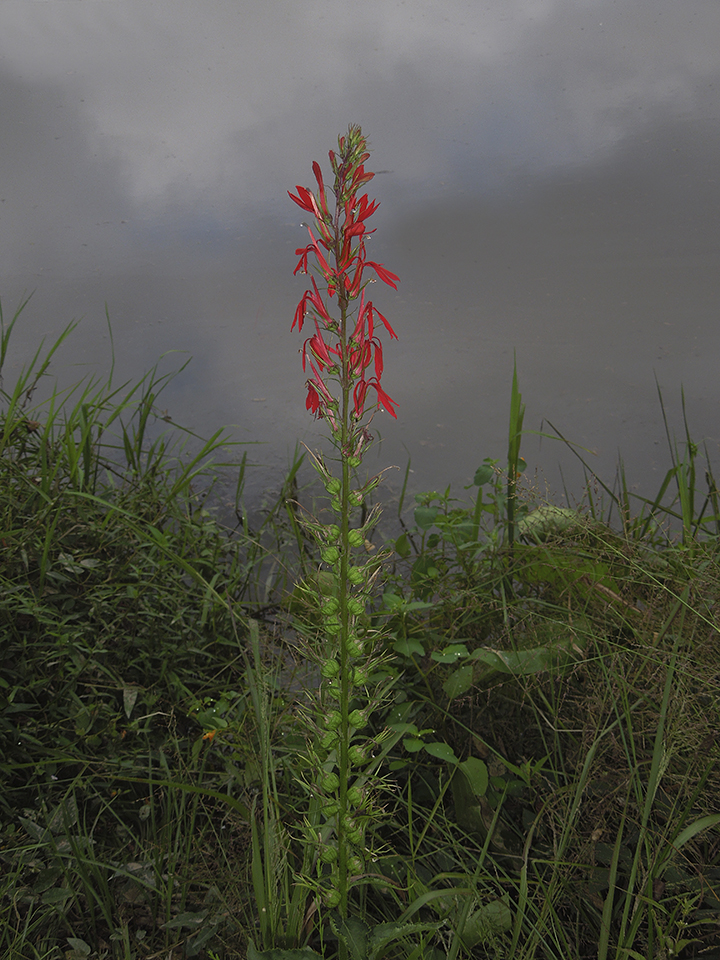 Cardinal Flower