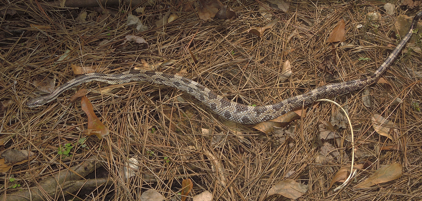 Gray Rat Snake Digesting Prey