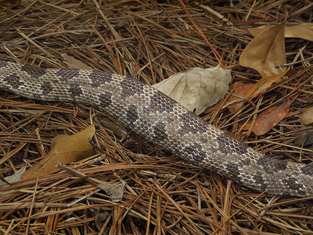Gray Rat Snake Digesting its Prey