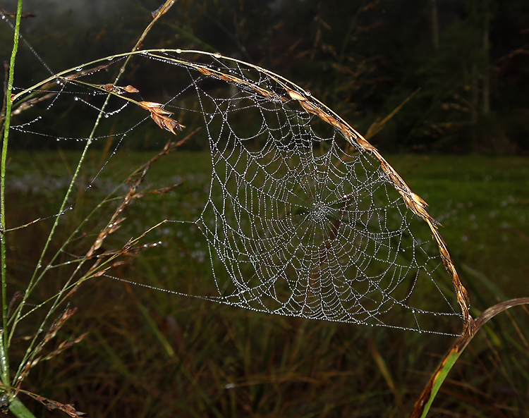 Orb Weaver Web