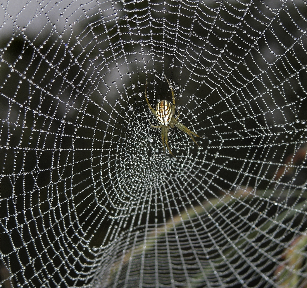 Leucauge sp in dew enrobed web