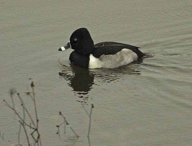 Ring-necked Duck 