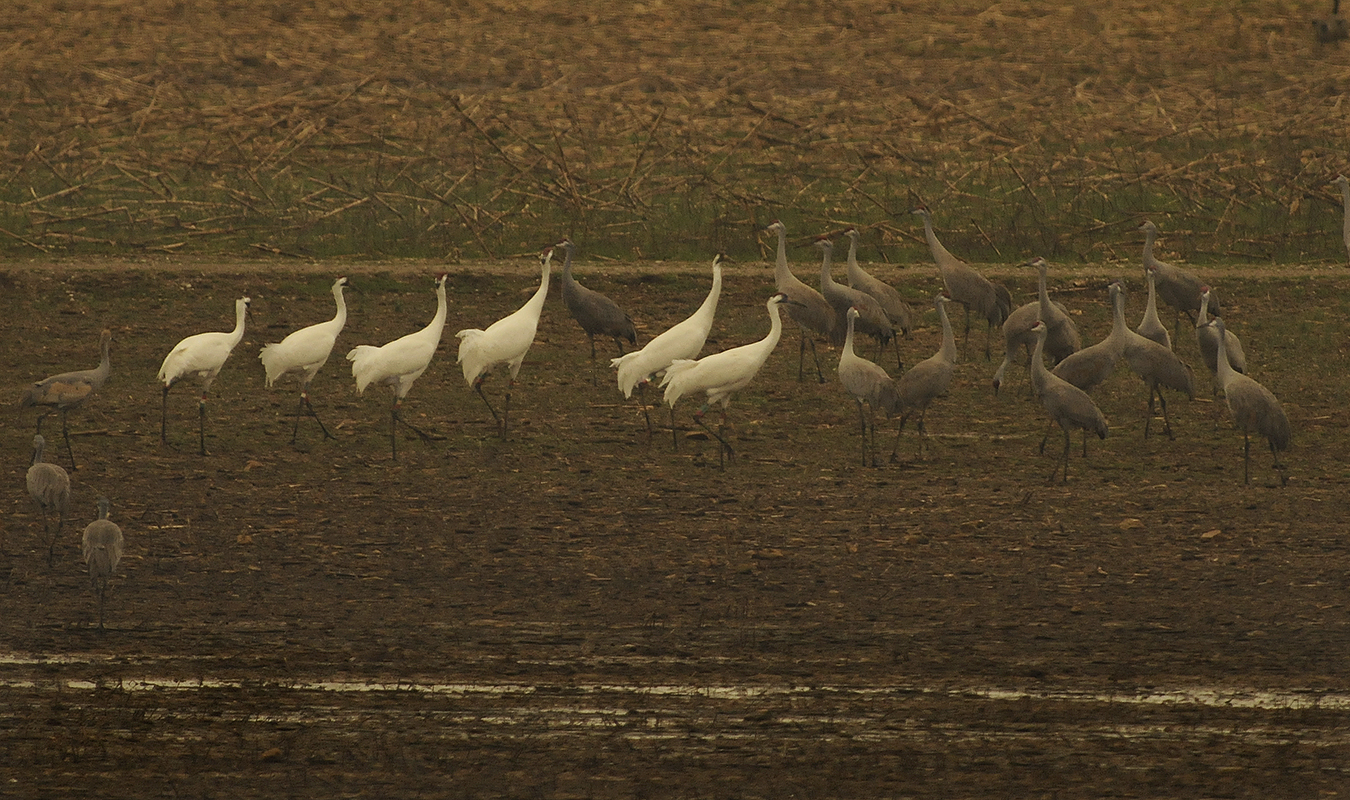 Six Whooping Cranes