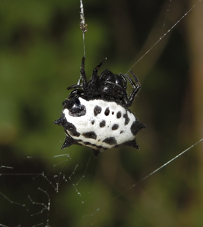 Spinybacked  Orbweaver