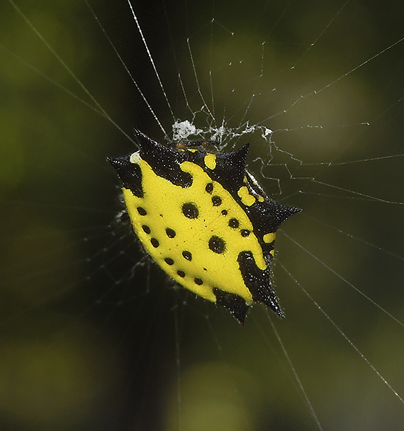 Spinybacked  Orbweaver