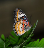 <b>Exotic Butterfly Video</b>