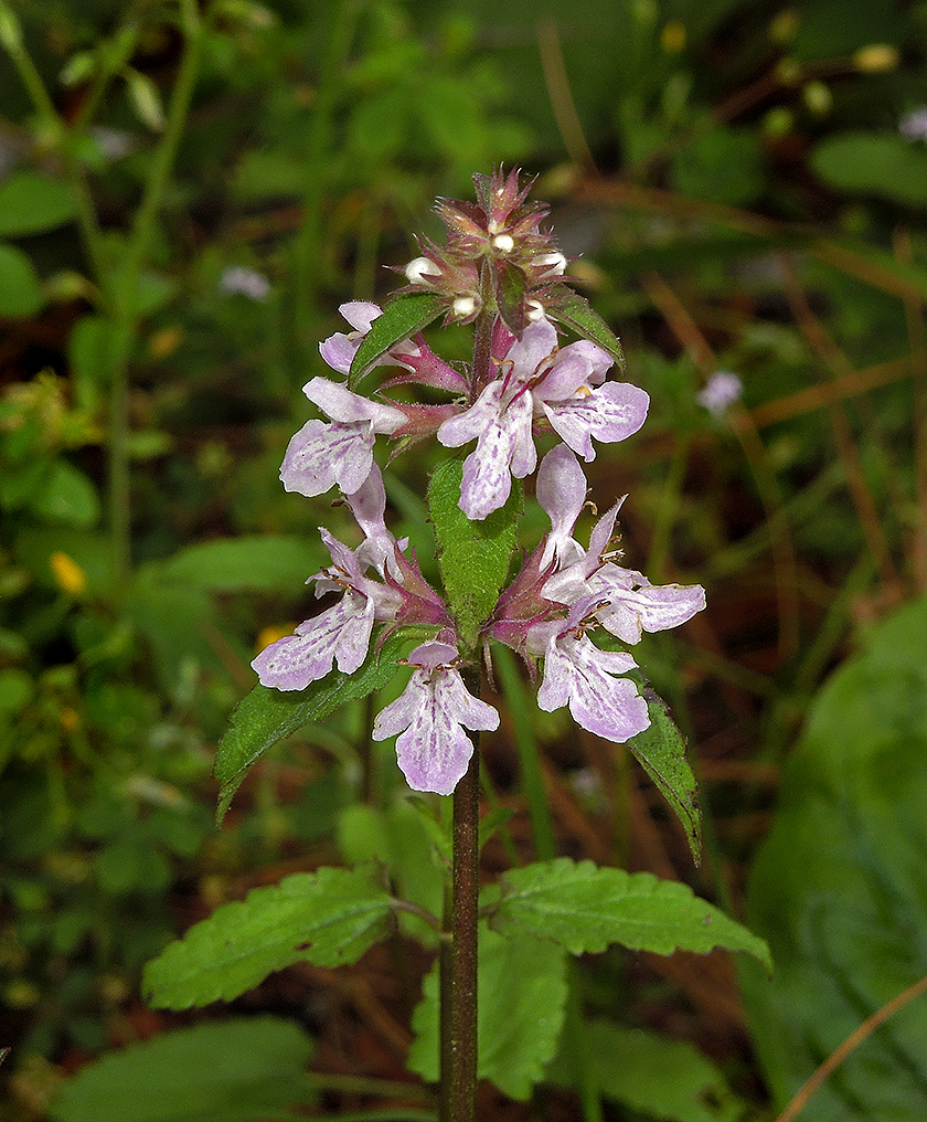 Beebalm, Lemon