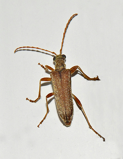 Flower Longhorn Beetle