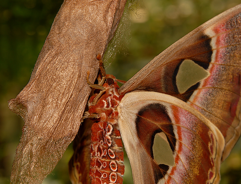 Atlas Moth