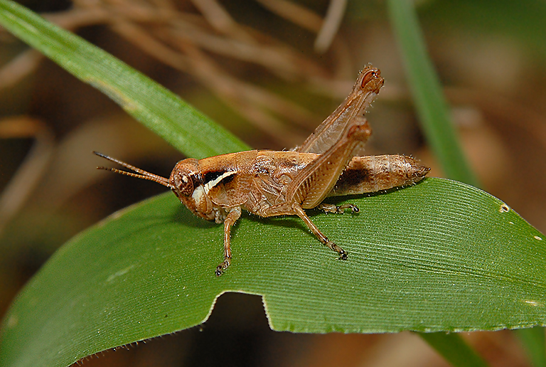 Melanoplus Grasshopper
