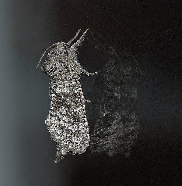 Major Sallow Moth (10007)
