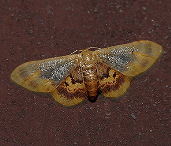 Diminutive Wave Moth (7105)