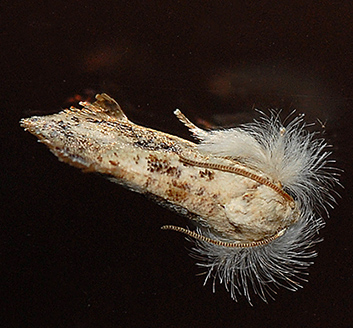Frilly Grass-tubeworm Moth (0367.1)