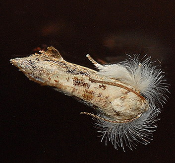 U.S. MOTHS: Pre-Tortricid - Tortricidae