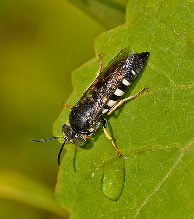 Sand Wasp