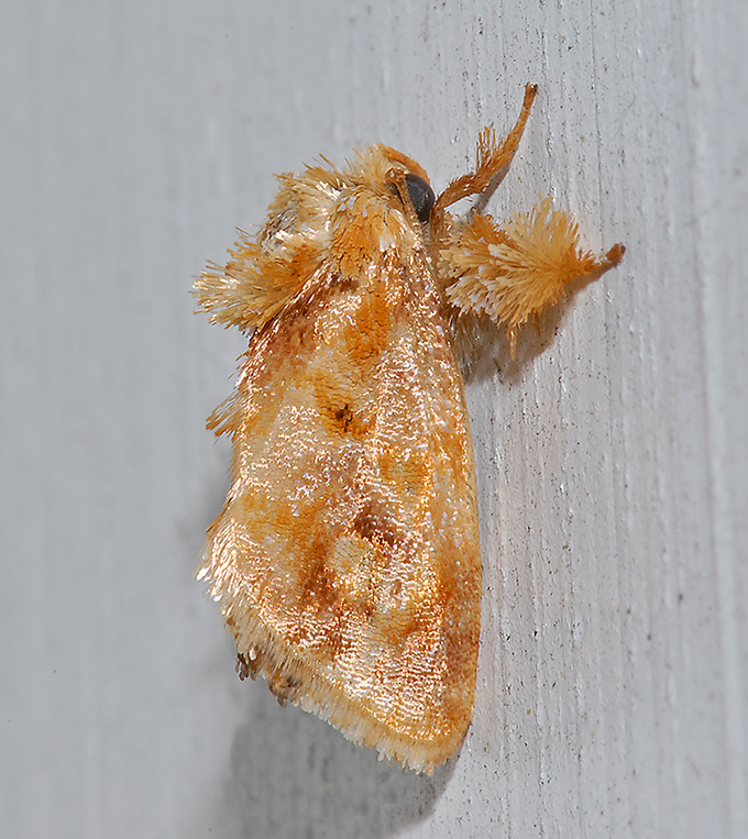 Spun Glass Slug Moth (4675)
