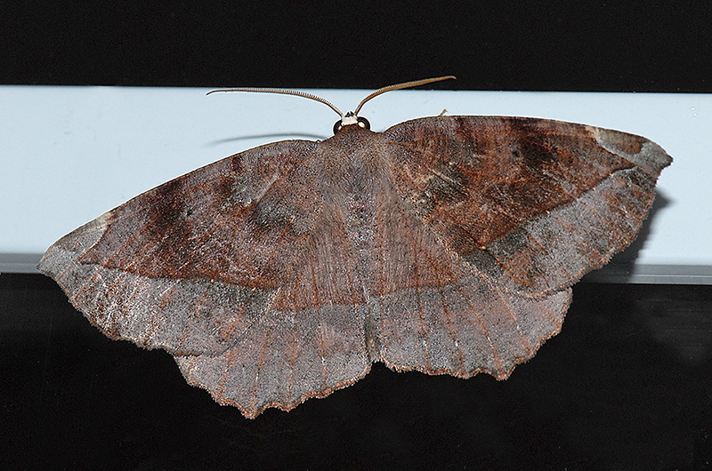 Curve-toothed Geometer (6966)