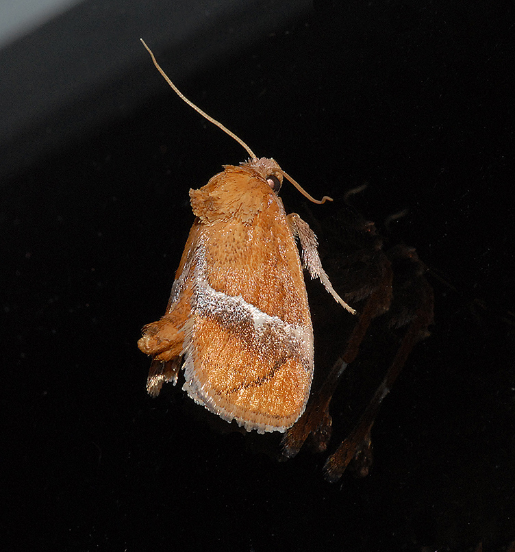 Yellow-shouldered Slug Moth (4665)