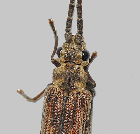 Reticulated Beetle