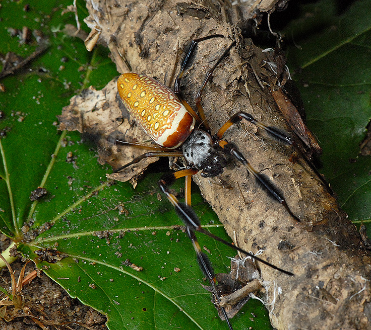 Female, Frontal