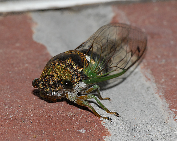 Swamp Cicada