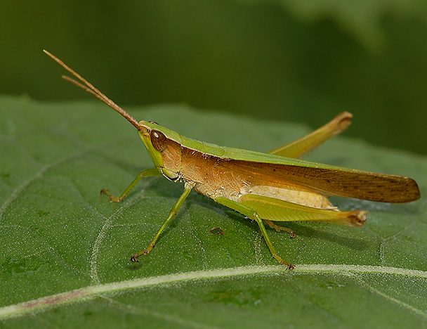 Clipwing Grasshopper