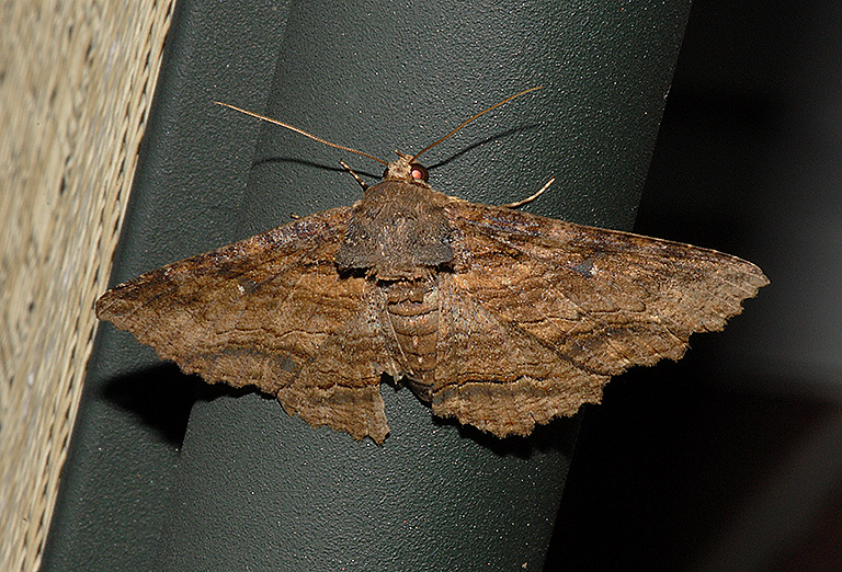 Lunate Zale Moth (8689)