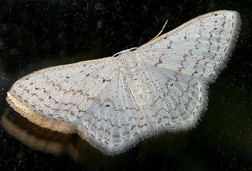 Dot-lined Wave Moth (7122)