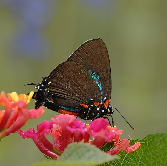 Great Purple Hairstreak