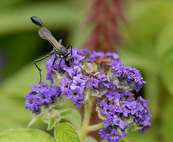 Thread-waisted Wasp
