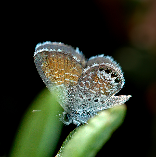 Western Pygmy Blue