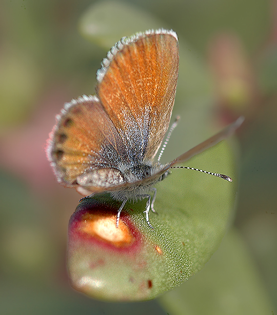 Western Pygmy Blue