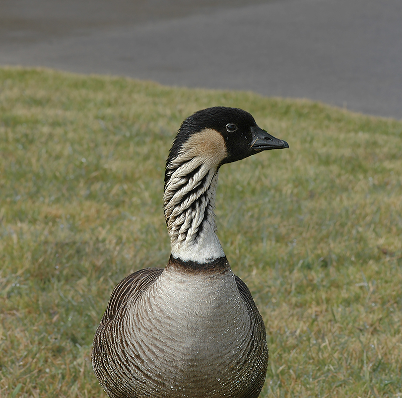 Hawaiian Goose (Nene)