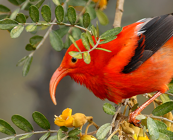 Scarlet Honeycreeper (Iiwi)