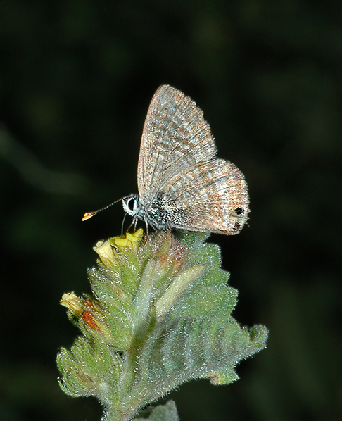 Long-tailed Blue