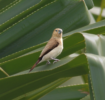 African Silverbill