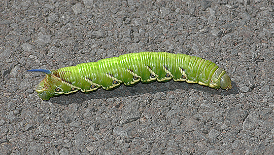 Five-spotted Sphinx Moth Caterpillar (7776)