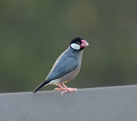 Java Sparrow