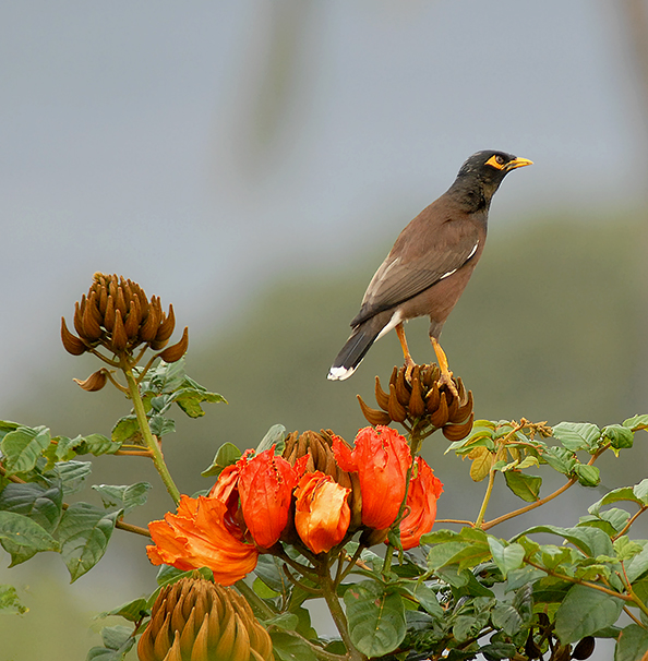 Common Myna