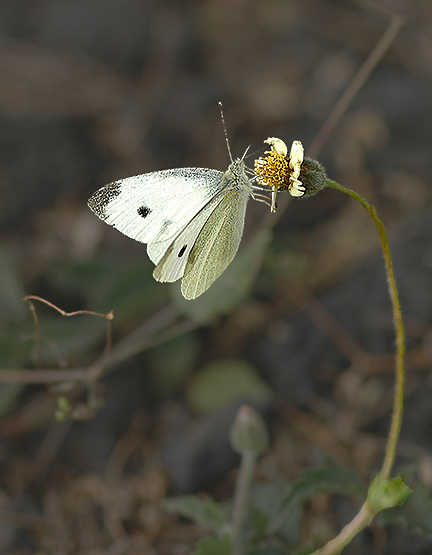 Cabbage White