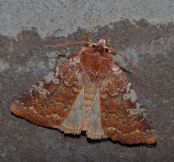 Reddish Speckled Dart Moth (10994)