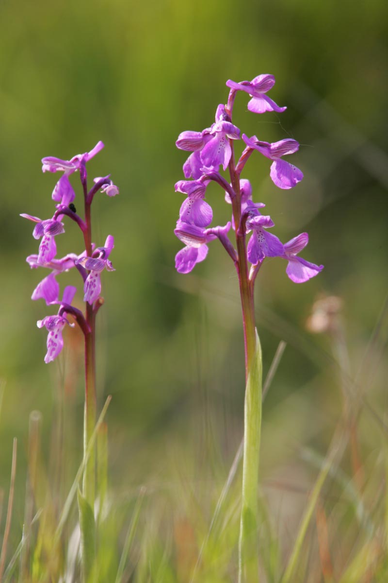 Anacamptis morio