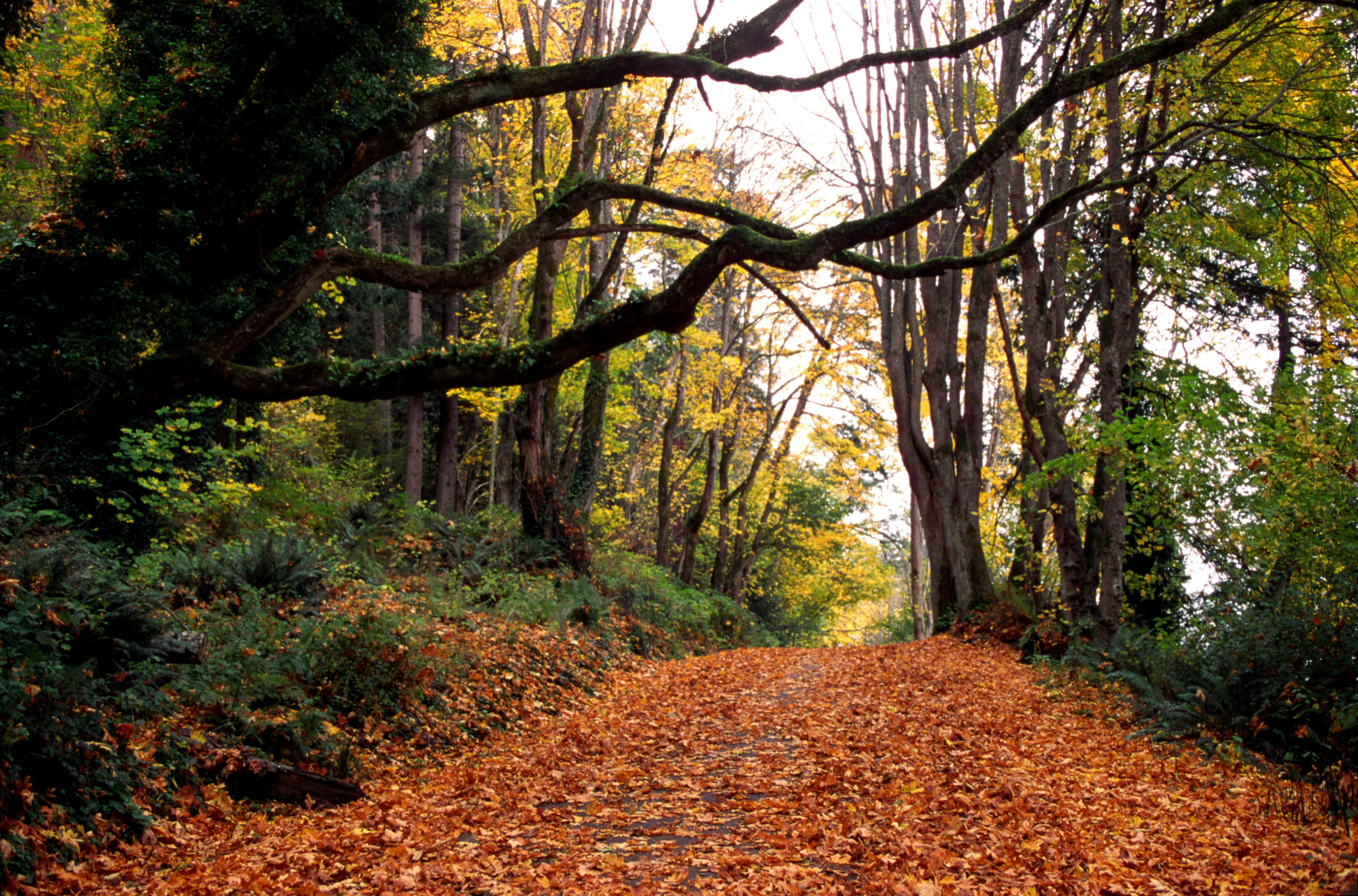 FORT WARD AUTUMN PATH