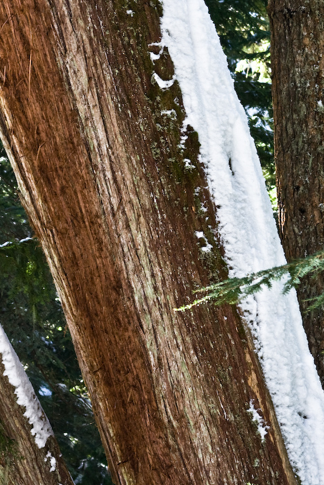 Cedar and Snow