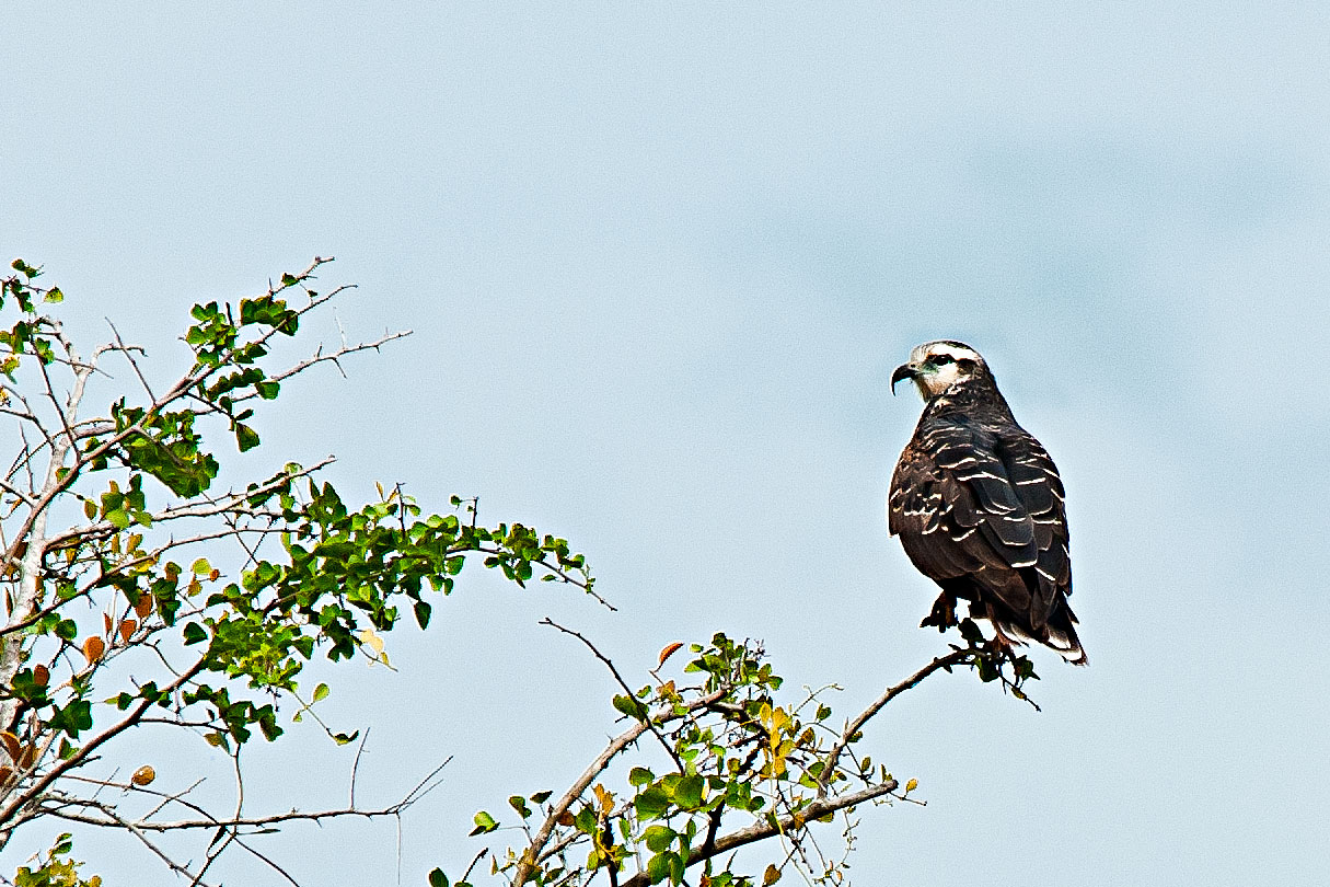 Snail-Kite