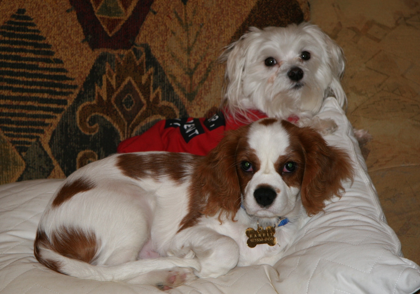 C and Bandit a.JPG