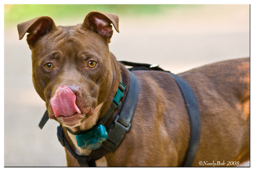 Tongue Action July 9