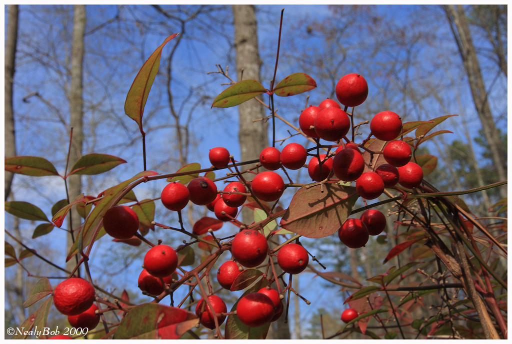Blue Sky March 20