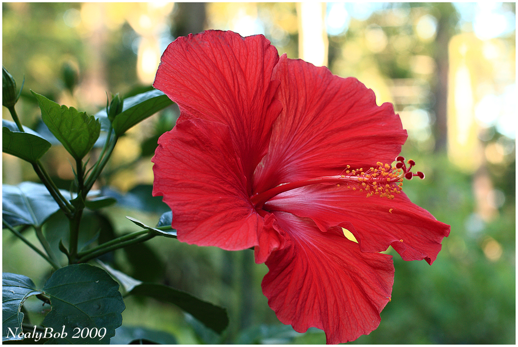 Hibiscus June 16