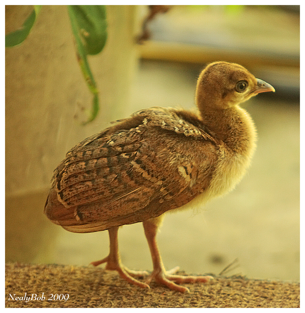 Pea Chick June 17